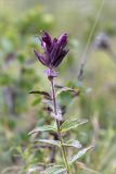 Bartsia alpina