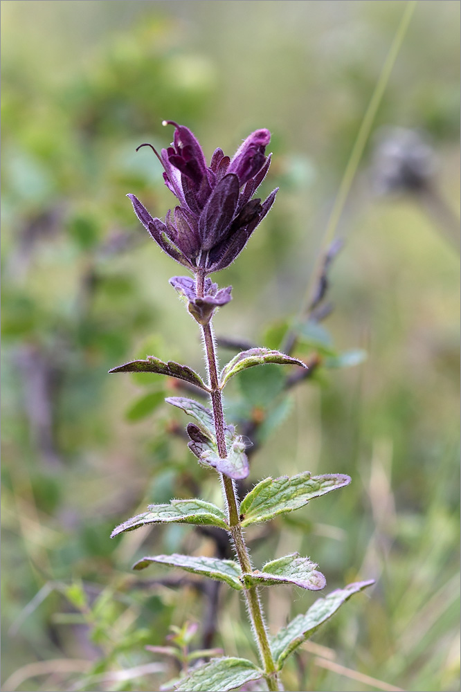 Image of Bartsia alpina specimen.