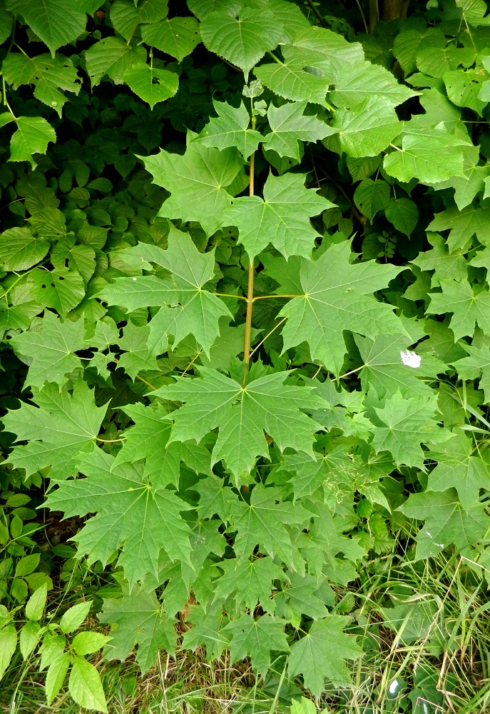 Image of Acer platanoides specimen.