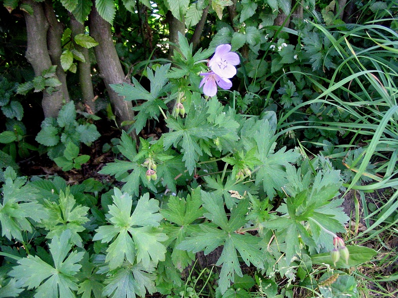 Image of Geranium pratense specimen.