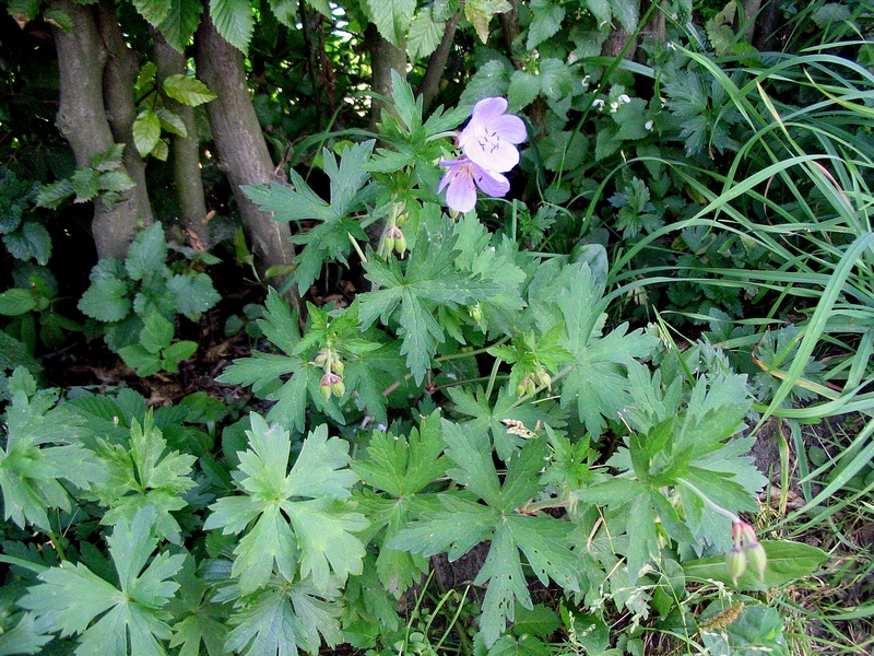 Изображение особи Geranium pratense.