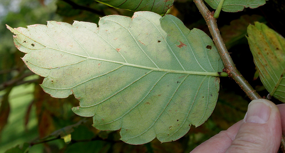 Изображение особи Zelkova serrata.