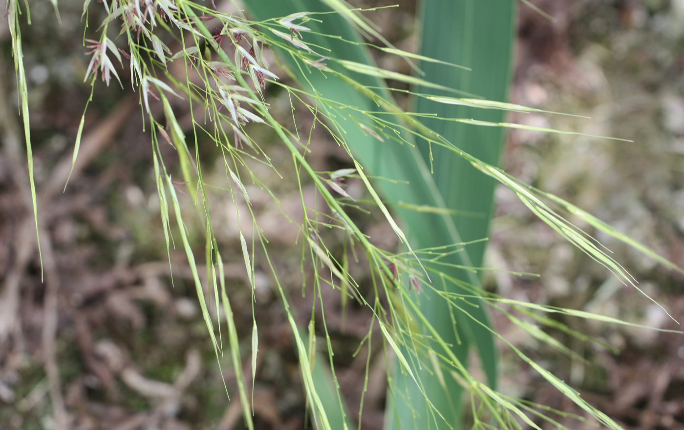 Image of Zizania latifolia specimen.