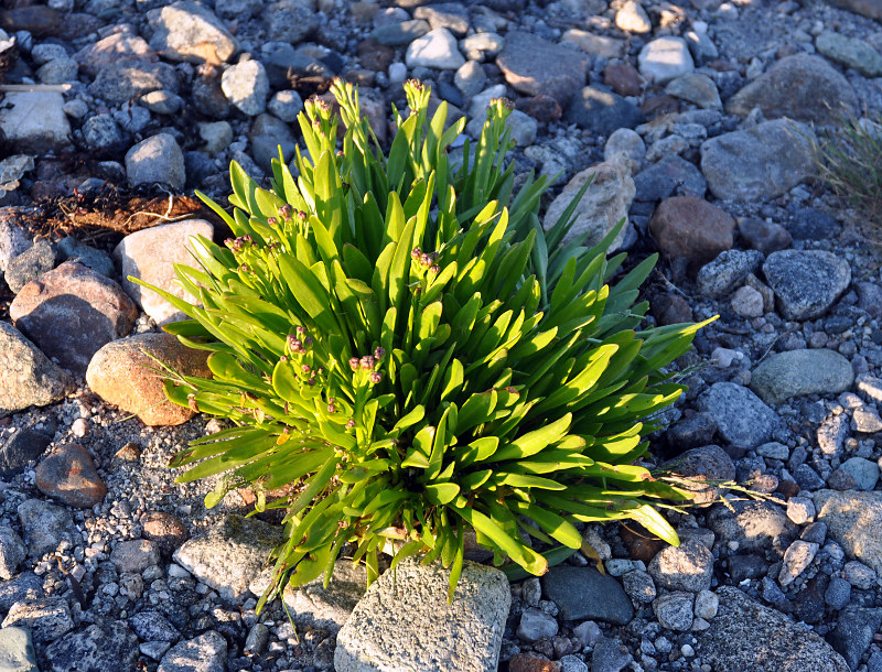 Image of Tripolium pannonicum ssp. tripolium specimen.