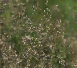 Deschampsia cespitosa. Соцветие. Московская обл., Раменский р-н, окр. ж.-д. платформы Хрипань, залежь. 20.06.2014.