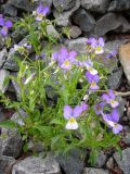 Viola tricolor