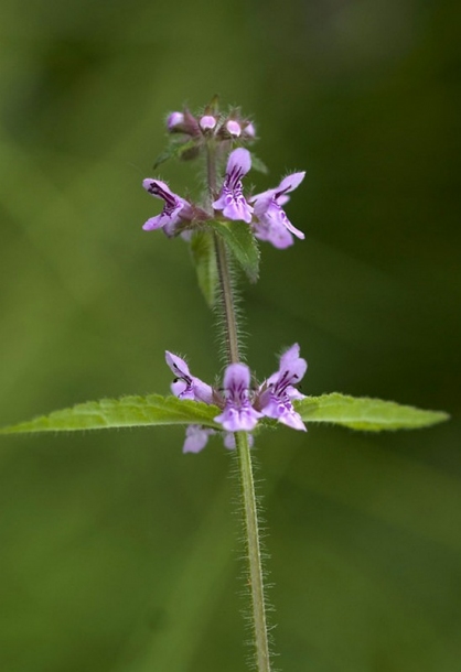 Изображение особи Stachys aspera.