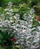 Artemisia ludoviciana