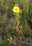 Potentilla astracanica