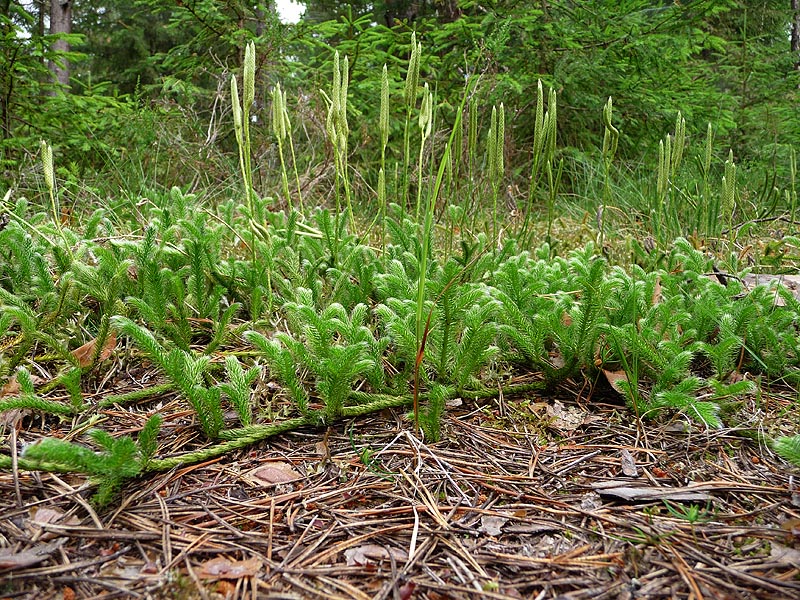 Image of Lycopodium clavatum specimen.