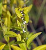 Lithospermum officinale. Побег с соплодием. Юг Красноярского края, окр. ст. Минусинск. 16.09.2009.