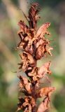 Orobanche pallidiflora