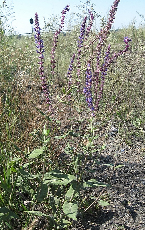 Изображение особи Salvia nemorosa.