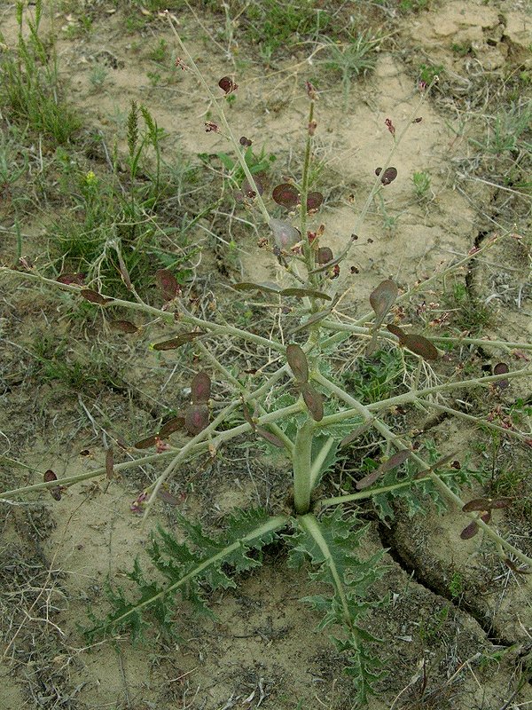 Image of Megacarpaea megalocarpa specimen.