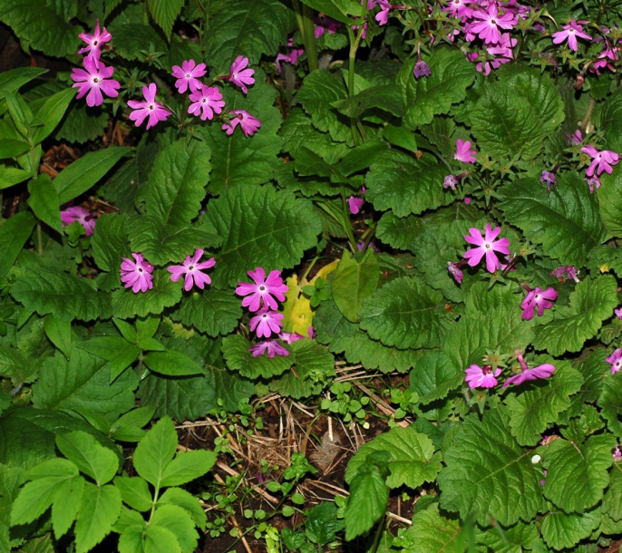 Image of Primula patens specimen.