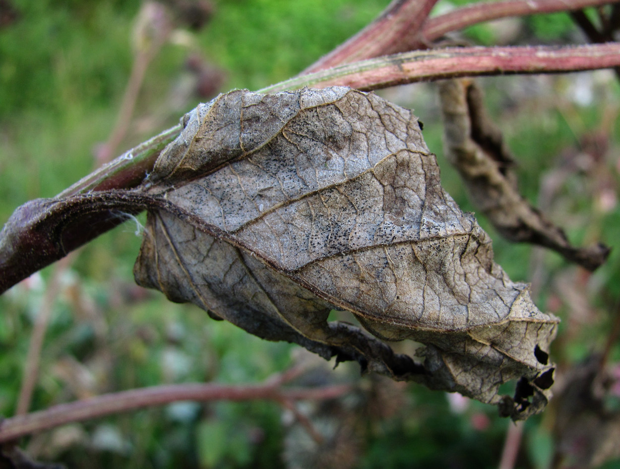 Изображение особи Arctium tomentosum.