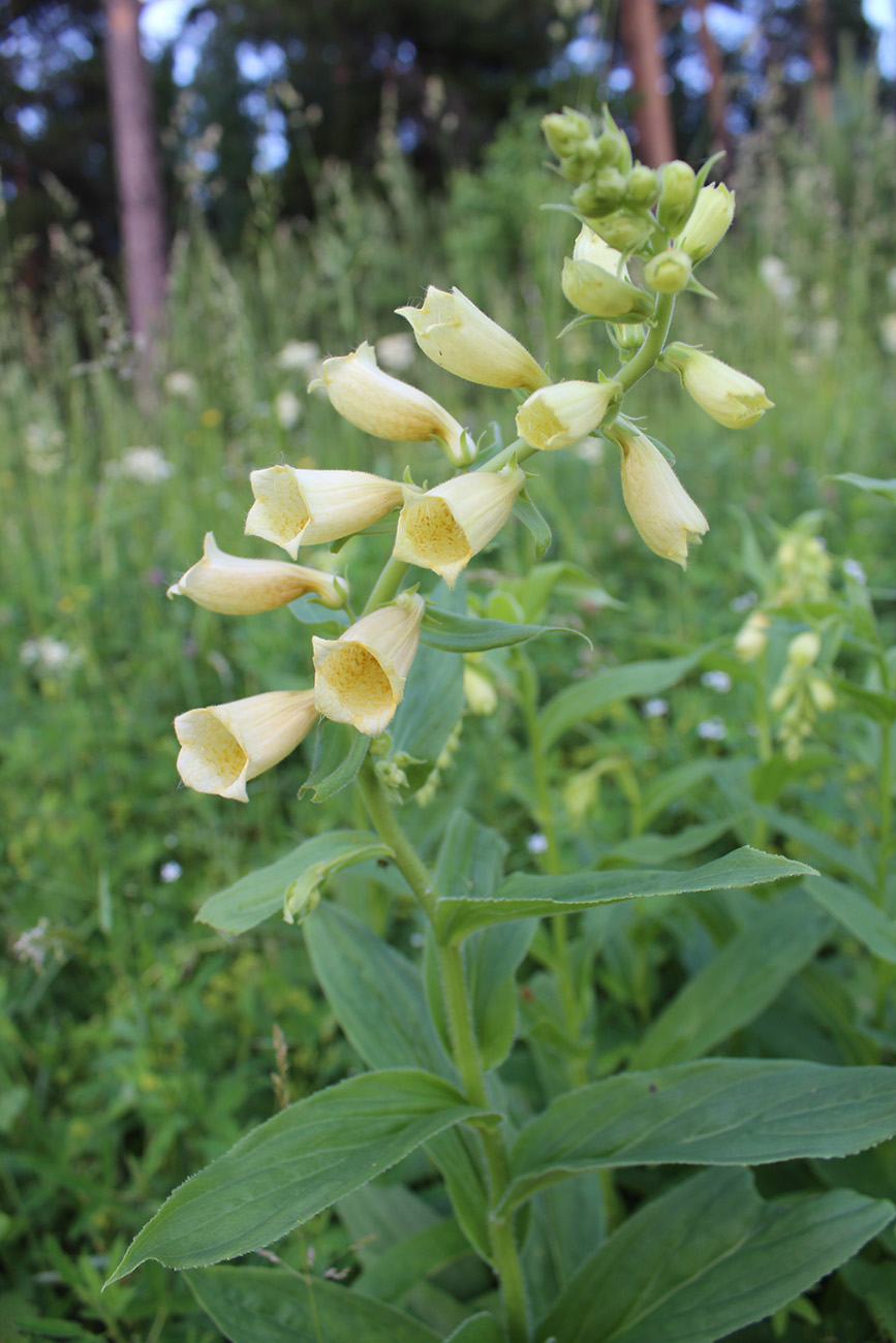 Изображение особи Digitalis grandiflora.