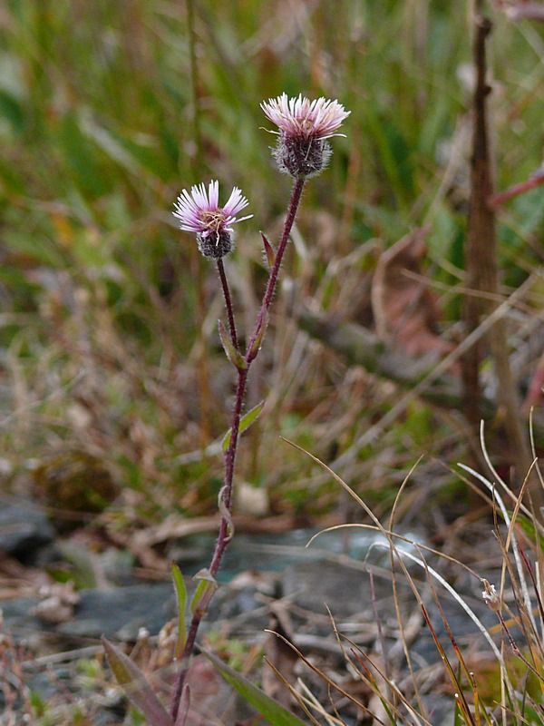 Image of Erigeron oreades specimen.