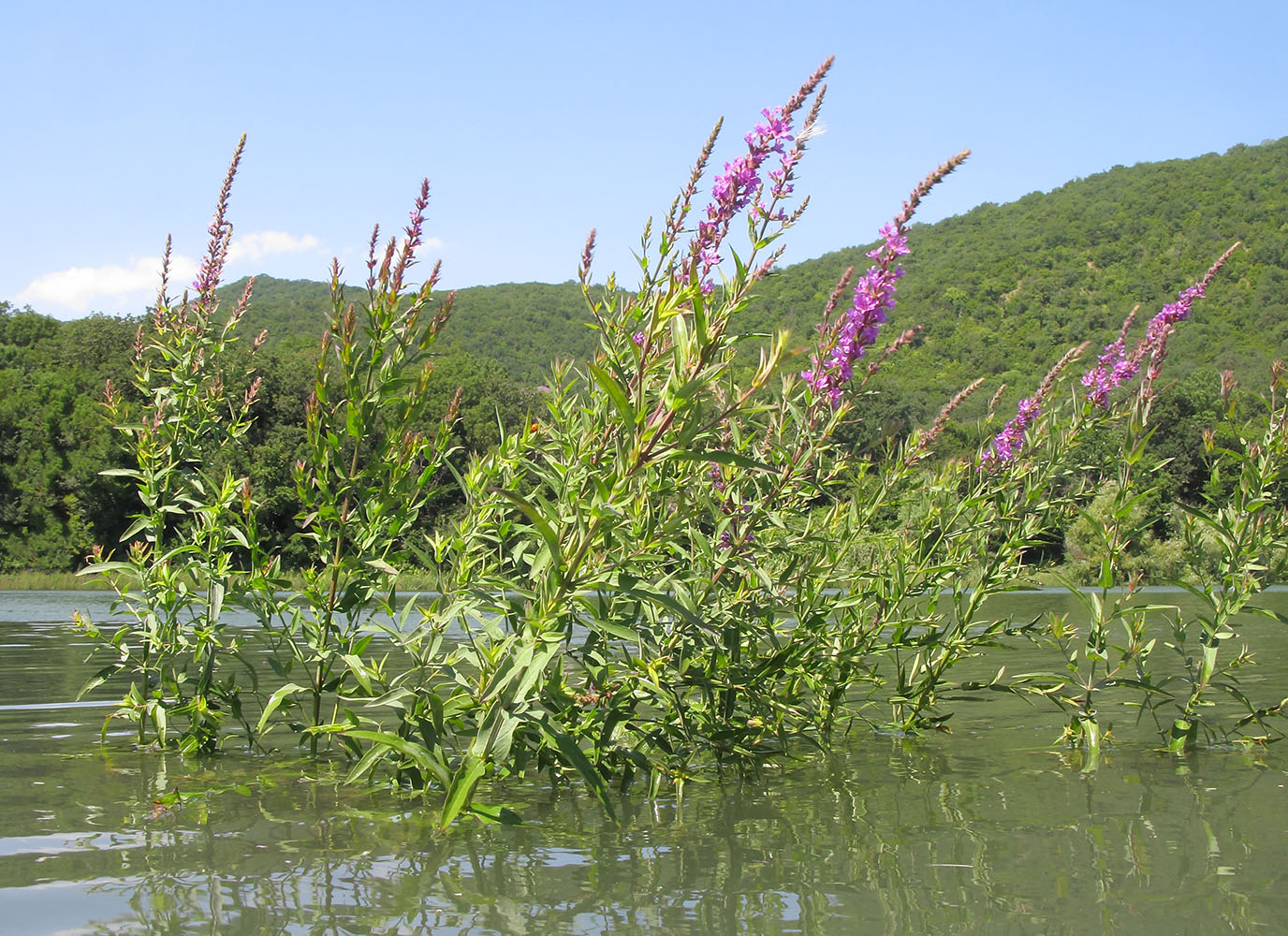 Изображение особи Lythrum salicaria.