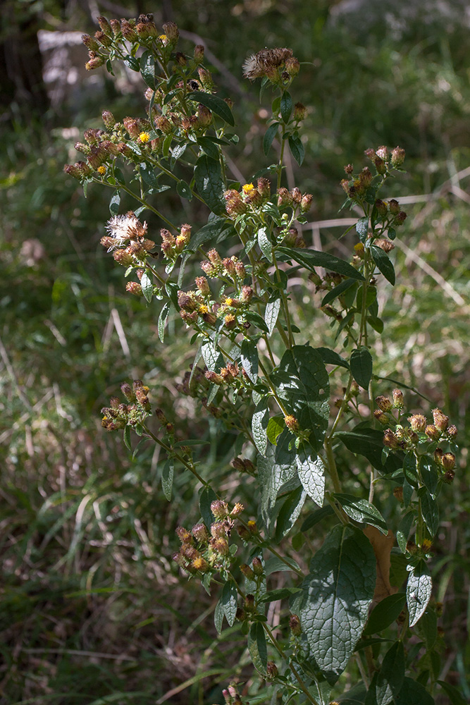 Image of Inula conyza specimen.