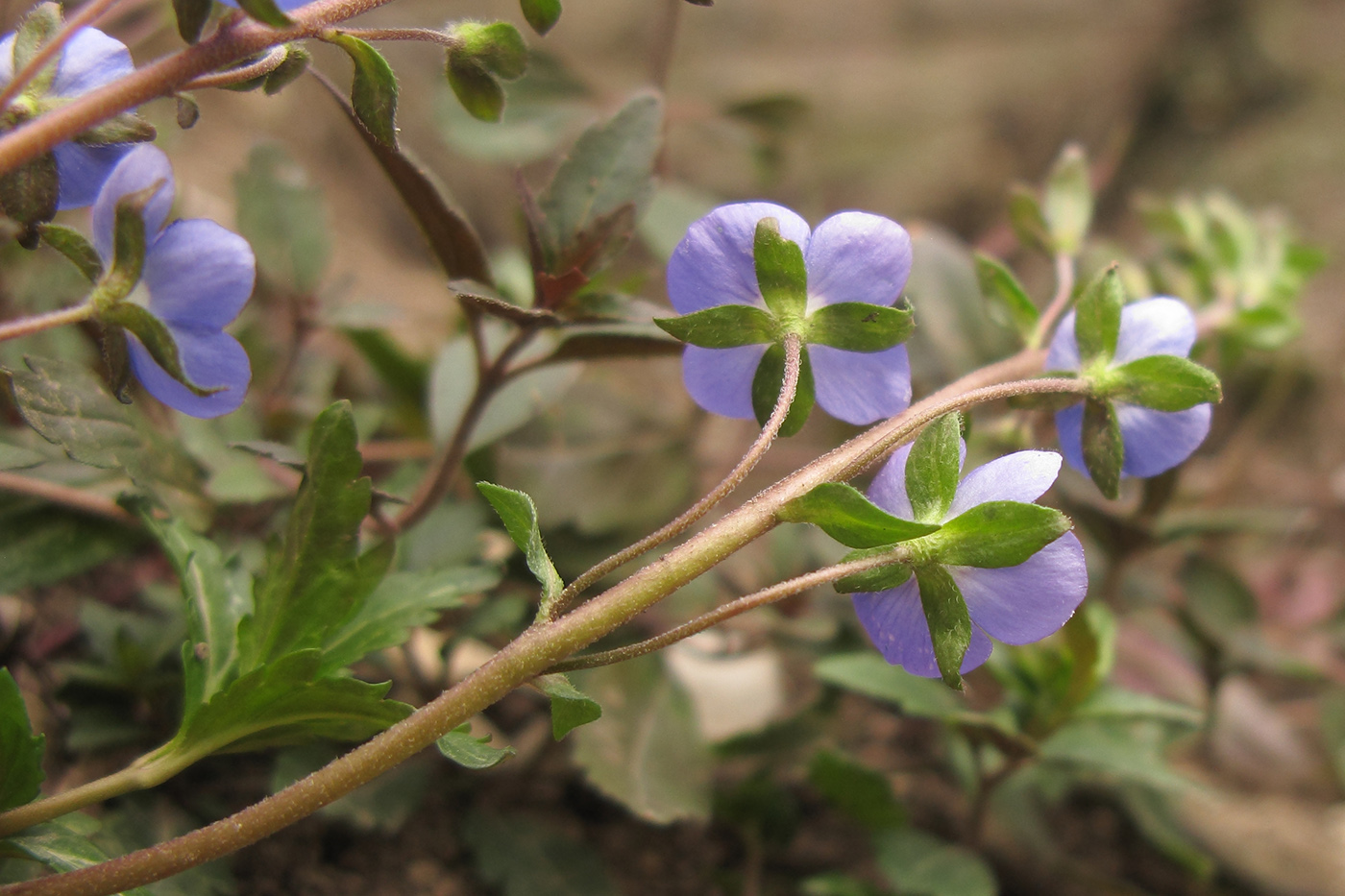 Image of Veronica umbrosa specimen.