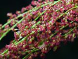 Rumex acetosella. Часть стебля с соцветиями. Московская обл., Раменский р-н, окр. ж.-д. платформы Хрипань, просека под ЛЭП. 10.06.2015.