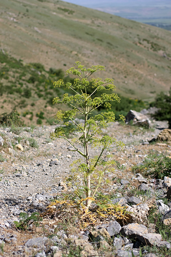 Изображение особи Ferula samarkandica.