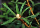 Ledum palustre