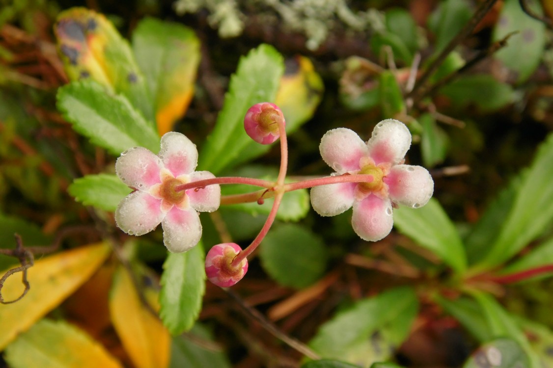 Изображение особи Chimaphila umbellata.