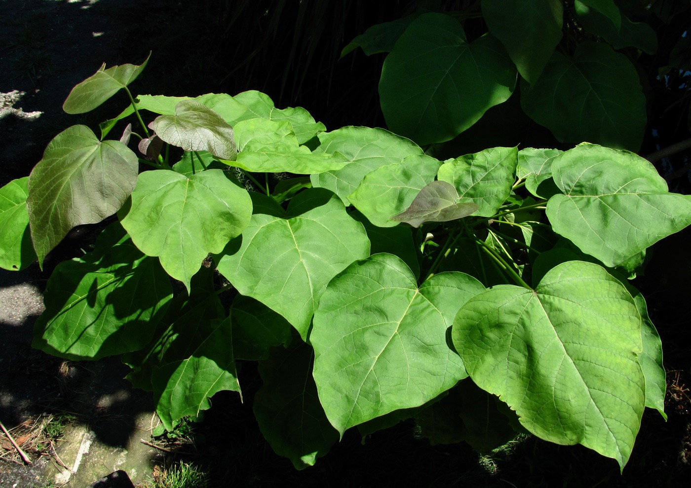 Image of Catalpa bignonioides specimen.