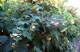 Dombeya burgessiae