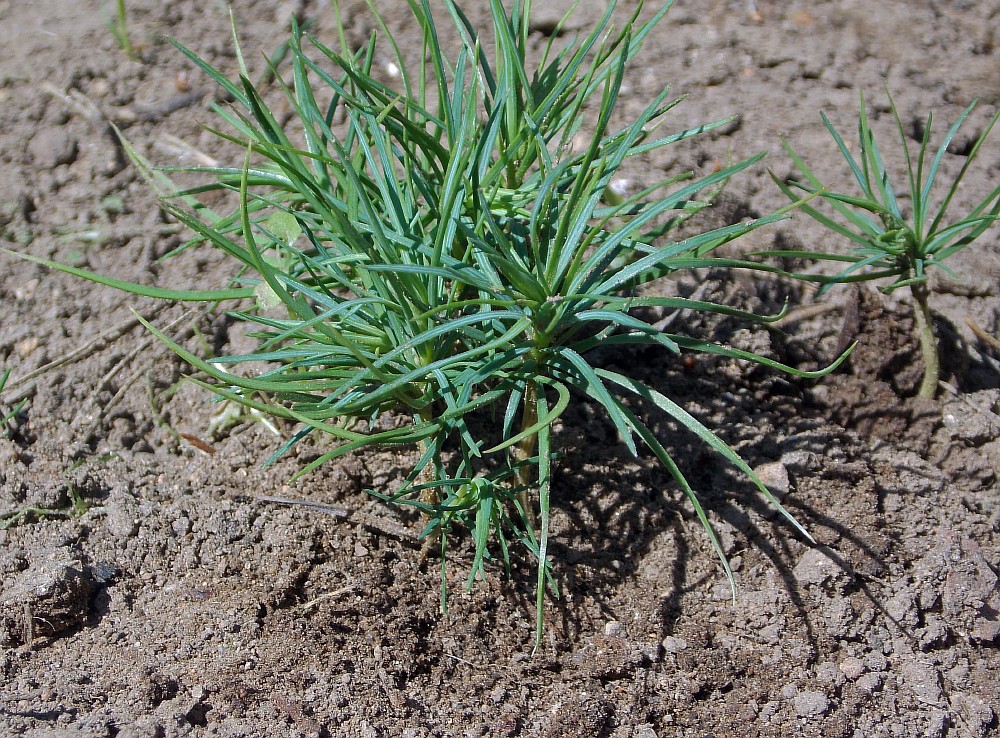 Image of Pinus armandii specimen.