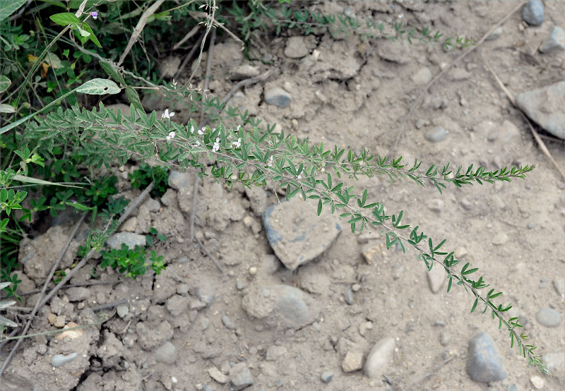 Image of Lespedeza juncea specimen.