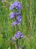 Campanula cervicaria. Верхушка цветущего растения. Иркутская обл., Иркутский р-н, окр. пос. Боково. 03.07.2014.