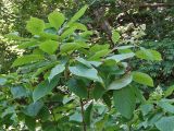 Hydrangea paniculata