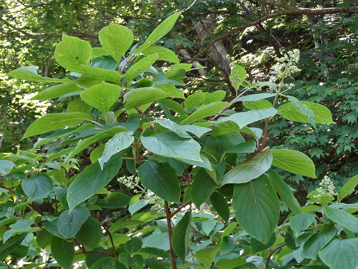 Изображение особи Hydrangea paniculata.