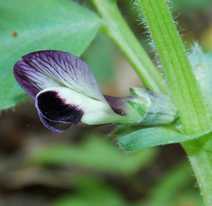 Изображение особи Vicia narbonensis.