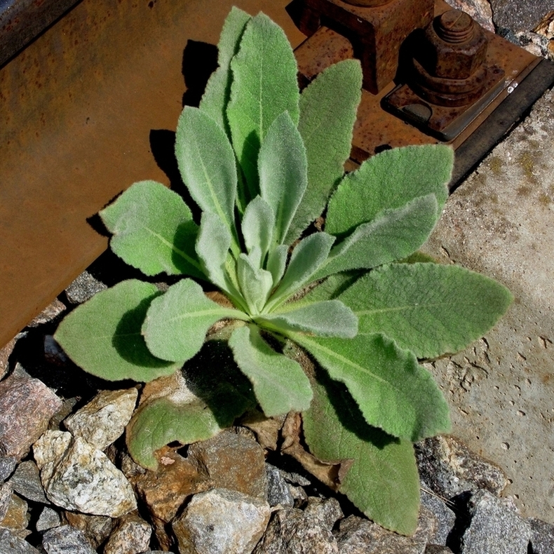 Image of Verbascum thapsus specimen.