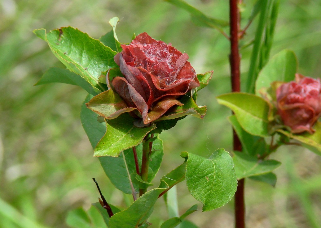 Изображение особи Salix pyrolifolia.