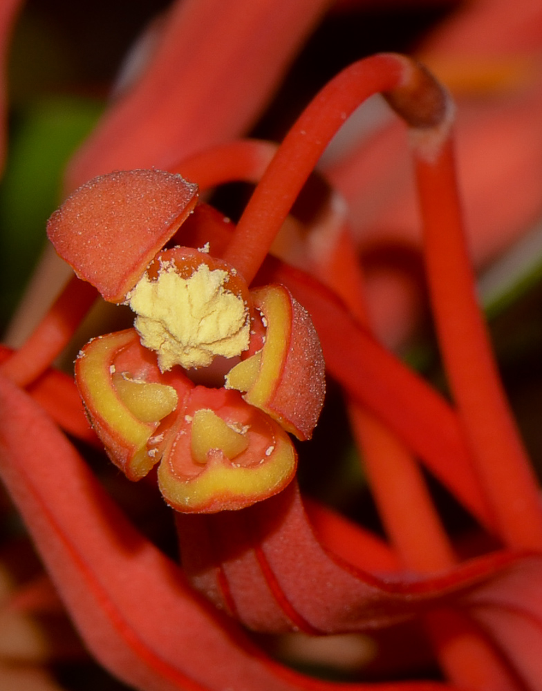 Изображение особи Stenocarpus sinuatus.