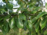 Populus suaveolens. Средняя часть ветви. Ленинградская область, Всеволожский район, окрестности посёлка Мурино, ж.-д. станция Девяткино. 13 июня 2009 г.