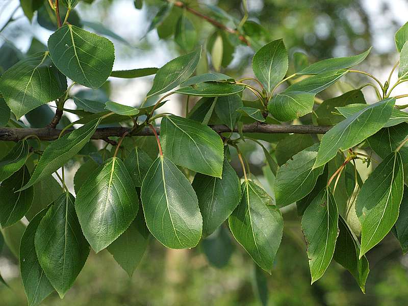 Image of Populus suaveolens specimen.