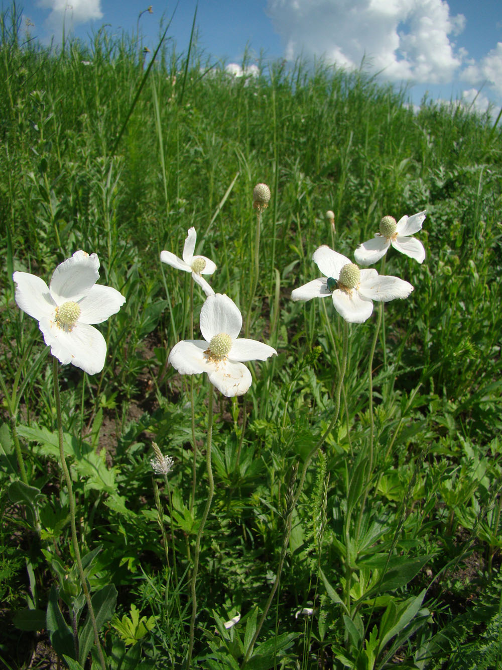 Изображение особи Anemone sylvestris.