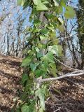 Hedera helix