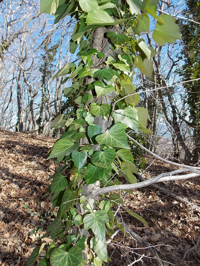 Изображение особи Hedera helix.