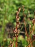 Juncus bufonius