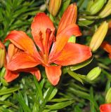 Image of taxon representative. Author is Тамара Риб