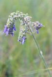 Salvia nutans