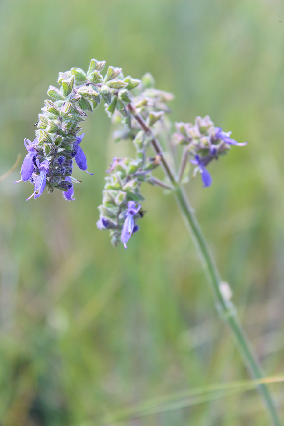 Image of Salvia nutans specimen.