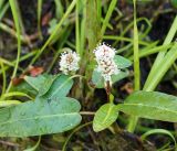 Persicaria amphibia